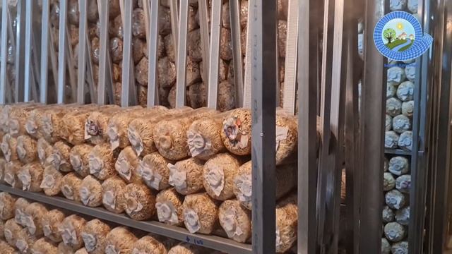 Modern Mushrooms Fruiting Room смотреть онлайн