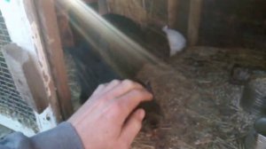 Когда случать самку? Когда провадить случку крольчихи первый раз?