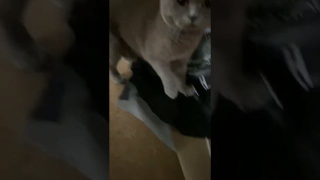 Почему коты любят пакеты?/ смешные животные/ милый кот #shorts смотреть онлайн