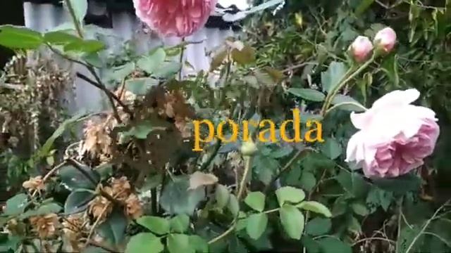 мои отзывы о розе Абрахам Дерби (abraham darby) смотреть онлайн