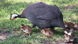 К.Сен-Санс. Карнавал животных.10.