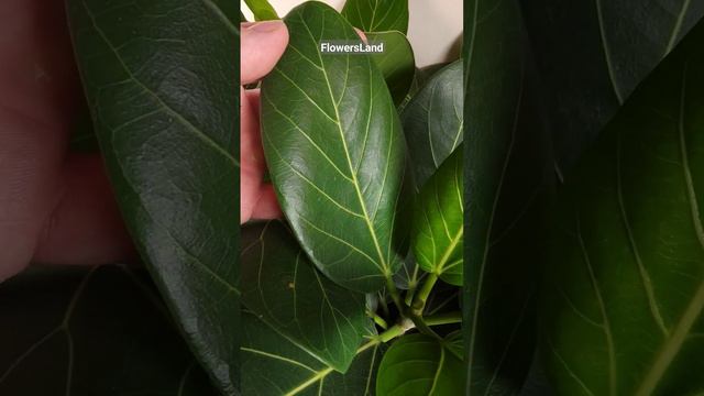 Фикус бенгальский 'Одри' | Ficus benghalensis 'Audrey' | @FlowersLand смотреть онлайн