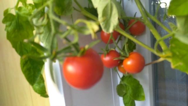 Мой урожай помидор на балконе. Сорт помидор - Балконное чудо. Tomatoes on the balcony. смотреть онлайн
