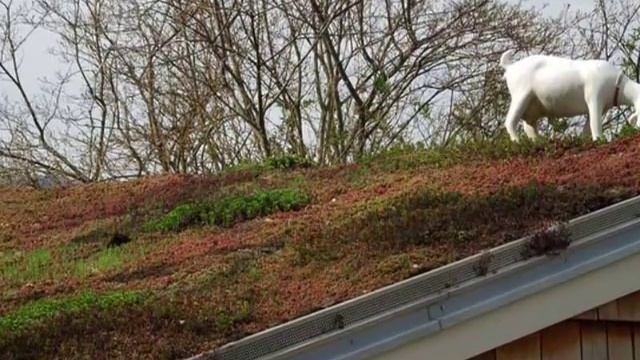 Озеленение кровель. Сады на крышах. Венгрия смотреть онлайн