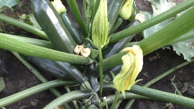 Чем подкормить кабачки? Овощами завалит, и зреть будут быстро смотреть онлайн