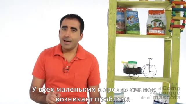 Морские свинки-морская свинка Агути смотреть онлайн