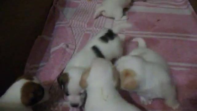 Милые щенки cute puppies смотреть онлайн