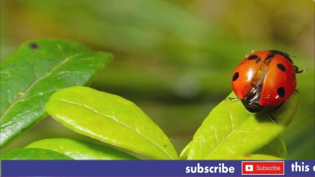 Coccinellidae | Life Cycle Of A Ladybug | Facts Of Ladybugs | Beautiful Ladybugs | Animal Deep Life