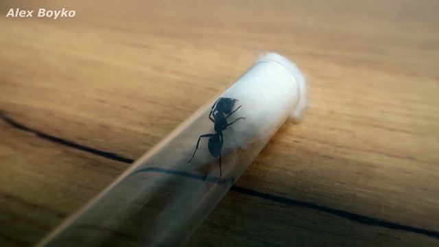 ПОЙМАЛ НА ПУСТЫРЕ ОГРОМНЫХ ЧЕРНЫХ МУРАВЬЕВ МОНСТРОВ! ? смотреть онлайн