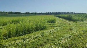 Сенокос 2022. Кошение суданки.