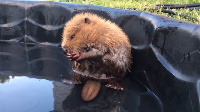 Бобренок купается в бассейне смотреть онлайн