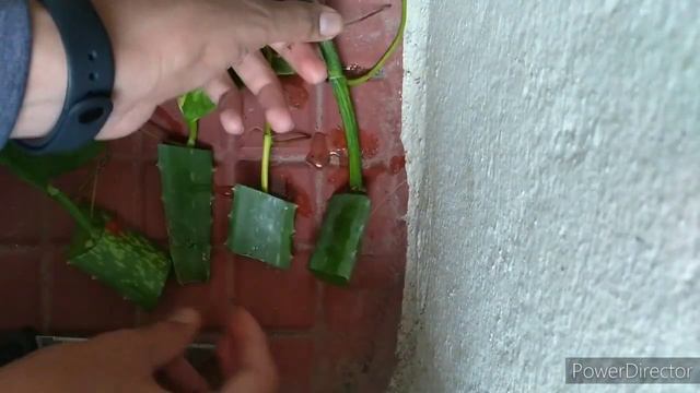 how to grow money plant in water and soil / how to grow money plant / money plant hack смотреть онлайн