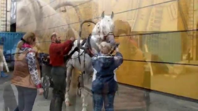 запряжка рысака смотреть онлайн