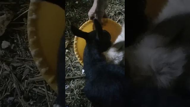 Жрут как свиньи _20220530 смотреть онлайн