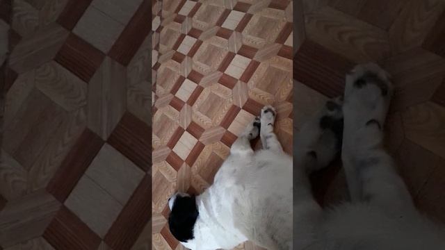 Что же собакам сниться, что они дёргают лапами когда, спят. смотреть онлайн