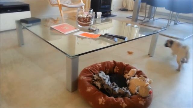 Pug puppy runs like crazy. Маленький мопсик бегает как сумасшедший. смотреть онлайн