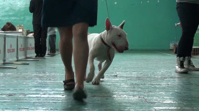 Bull Terrier Orion. Буль Лео учится бегать по рингу. Проба 1 смотреть онлайн