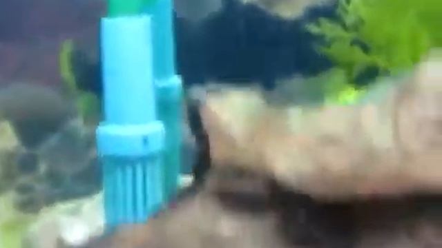 Анциструс звездчатый (Ancistrus hoplogenys) продажа оптом смотреть онлайн