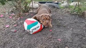 Староанглийский бульдог (Olde English Bulldogge). Щенки
