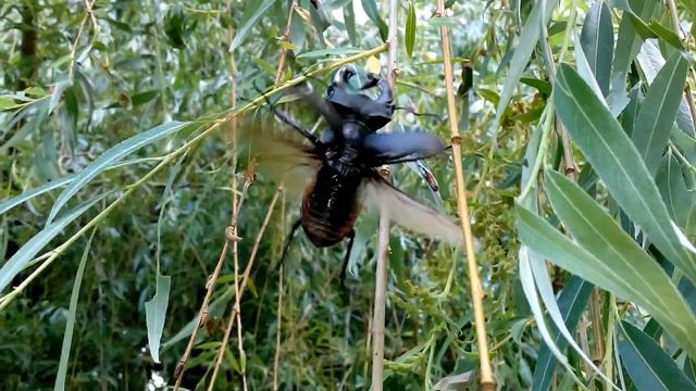 ЖУК ОЛЕНЬ - Fly IQ 446 video смотреть онлайн