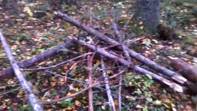 Поход в лес. смотреть онлайн