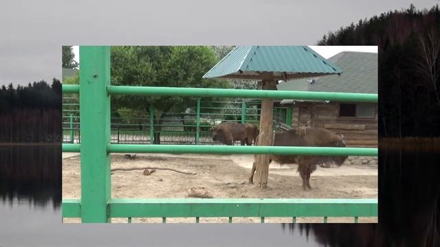 Зубр – символ Беларуси смотреть онлайн