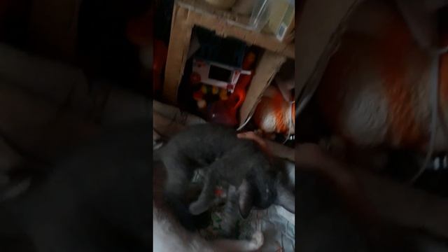 котята 2 месяца вес? смотреть онлайн