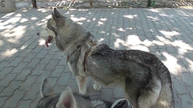 #huskiesterra, #husky, #хаски Фото сессия с Хаски/ Парк КПИ смотреть онлайн