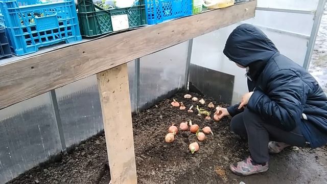 3 мая 2021г. ЗАЧЕМ НАМ МНОГО ЛУКА СЕВКА дачные работы ПОСАДКА В ТЕПЛИЦЕ смотреть онлайн