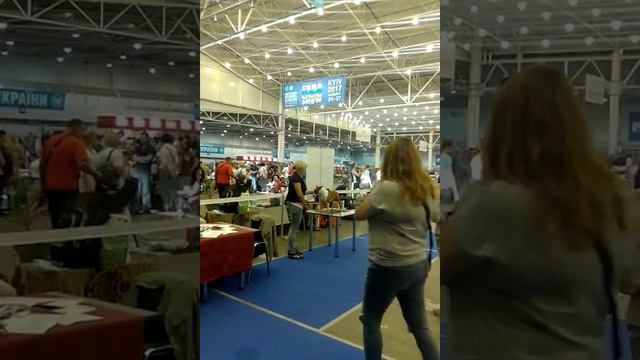 Чук, интермедия, 04.09.2016 CACIB Киев смотреть онлайн