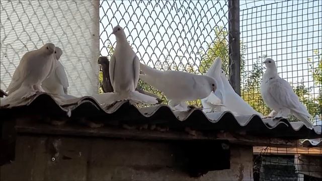 Сельские голуби,Владимира Новоалександровск 5 07 2022 года, бойные голуби. смотреть онлайн