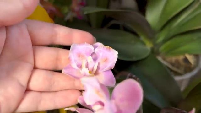 Обзор цветения орхидей на стеллаже | Январь 2022 | Голландские и азиатские фаленопсисы цветут зимой смотреть онлайн