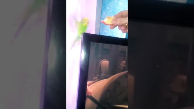 Дикий попугай смотреть онлайн