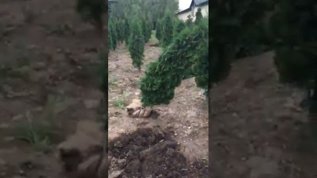 Туя западная - 2м для дачи смотреть онлайн