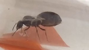 Муравьиная матка откладывает яйцо