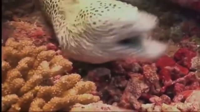 МУРЕНА ПРОТИВ МУРЕНЫ И ПРОТИВ АКУЛЫ - Moray against the moray and against the shark смотреть онлайн