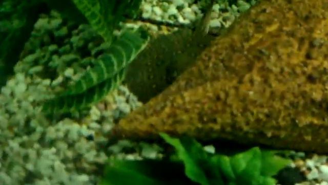 Аквазоопарк - дискус и скат моторо смотреть онлайн