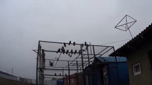 Гоняем голубей Николаевской породы 70 штук разом. Ястреб кидается на голубей