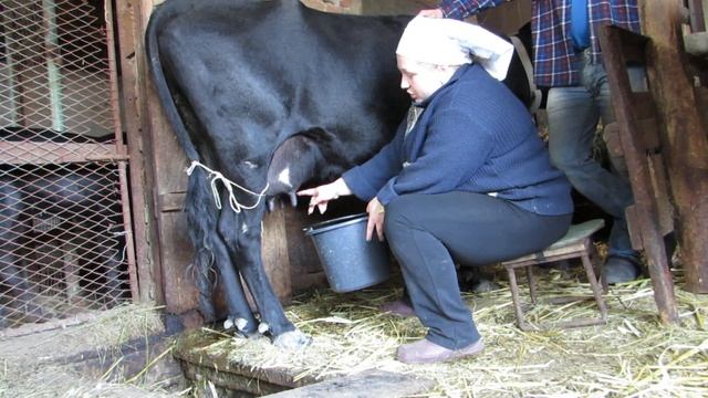 У нас МАСТИТ(( смотреть онлайн