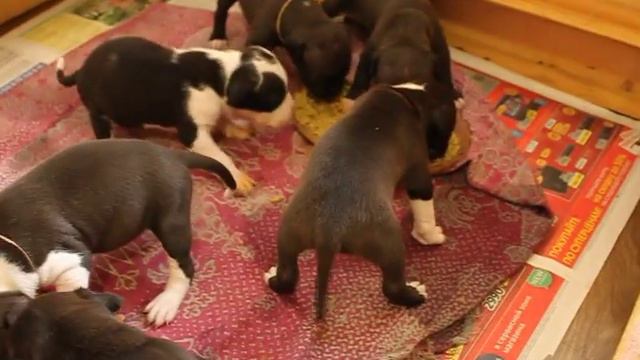 Щенки кушают 25 дней смотреть онлайн