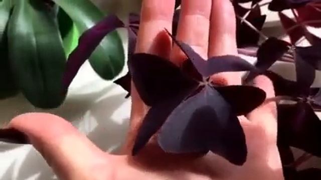 Пятилепестковый Клевер счастья смотреть онлайн
