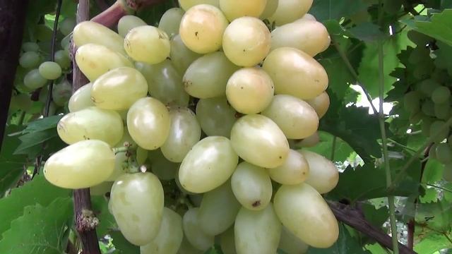 Виноград "АРКАДИЯ" смотреть онлайн