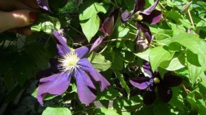 Клематисы. Warszawska Nike (Варшавская Ника)