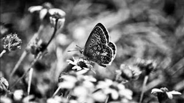 EMOTIONAL PIANO 🎹 - Metamorphosis [👇🏼 MIDI/DOWNLOAD/STREAM 👇🏼] смотреть онлайн