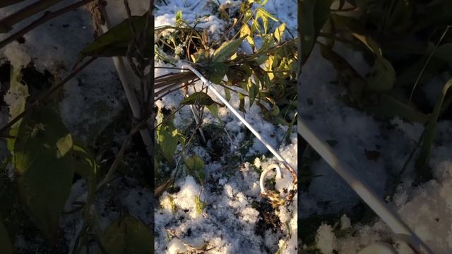 Плумкот Триумф. смотреть онлайн