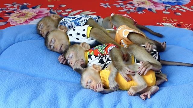 Most Wonderfull World!! 4 Little Donal Moly Zuji & CC Sleeping All Together In Line Very Cute смотреть онлайн