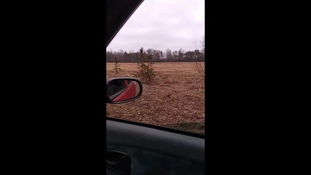 Журавли прилетели. Весна пришла. #shorts смотреть онлайн