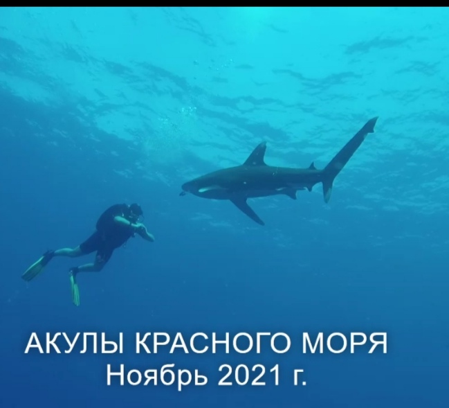 Акулы красного моря 08-12.11.2021 г