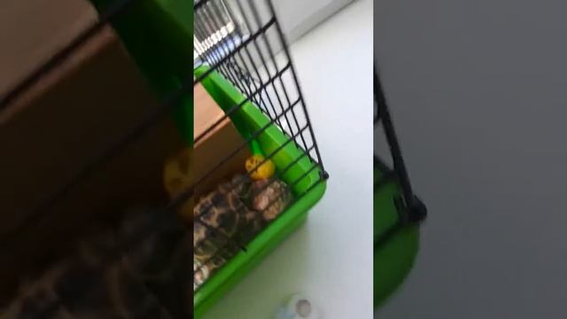 Сухопутная черепаха смотреть онлайн