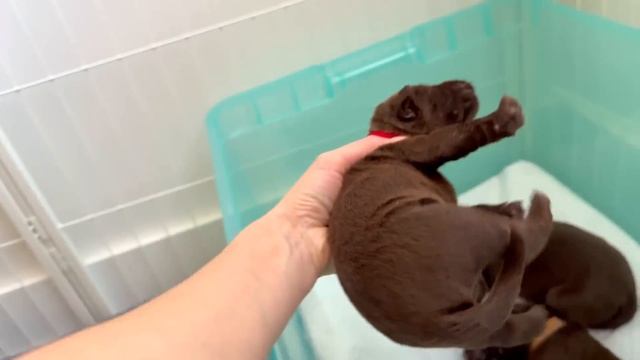 США Влог Теперь котлеты готовлю только так! Первая закупка для щенков Big Big Family In The USA VLO